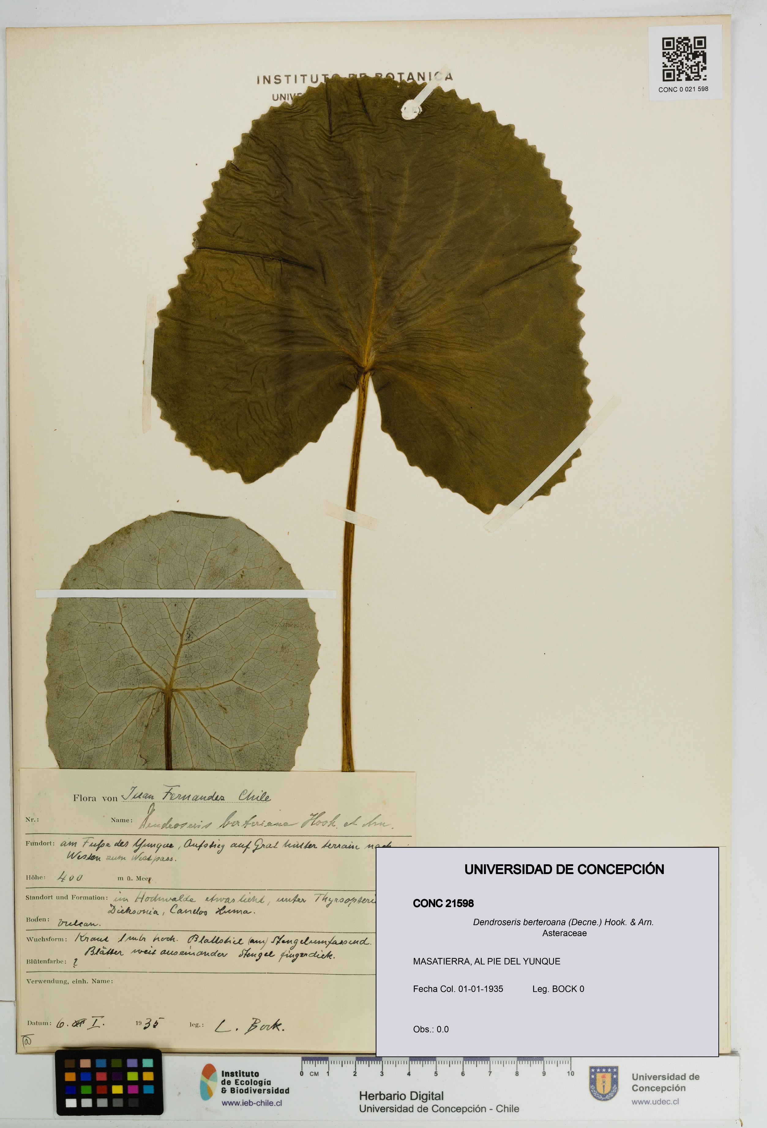 Dendroseris berteroana [Espécimen: UDEC:CONC:0021598]