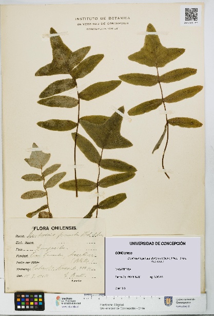 Dendroseris pinnata [Espécimen: UDEC:CONC:0021600]