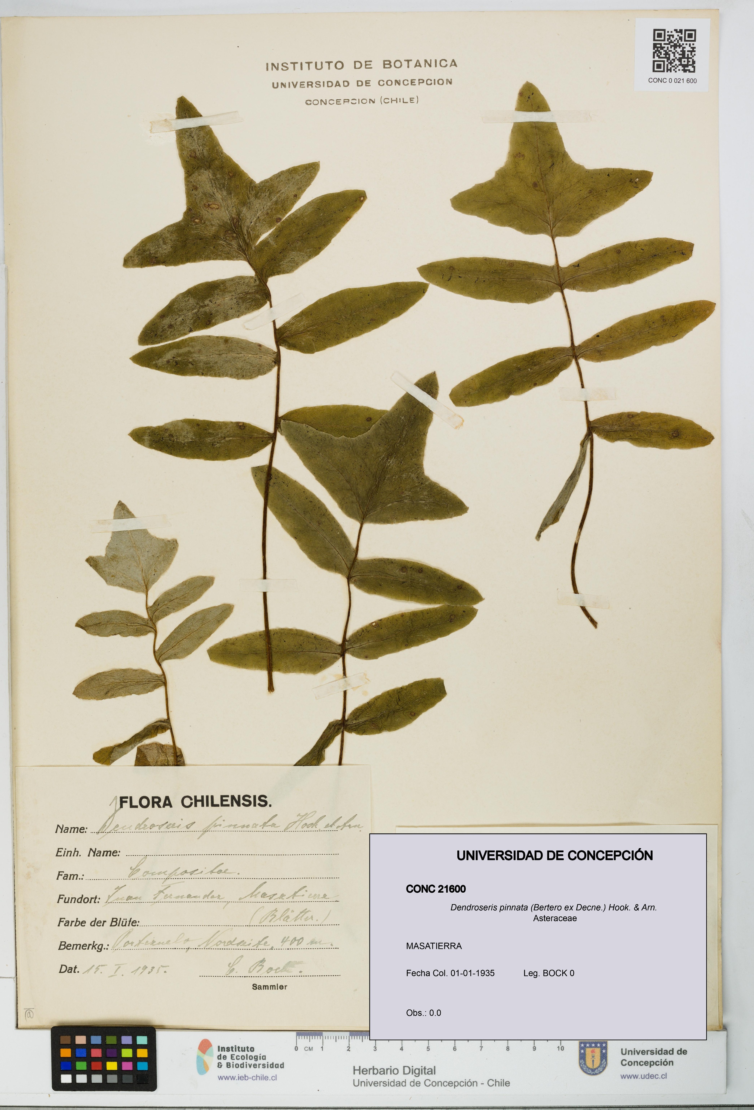 Dendroseris pinnata [Espécimen: UDEC:CONC:0021600]