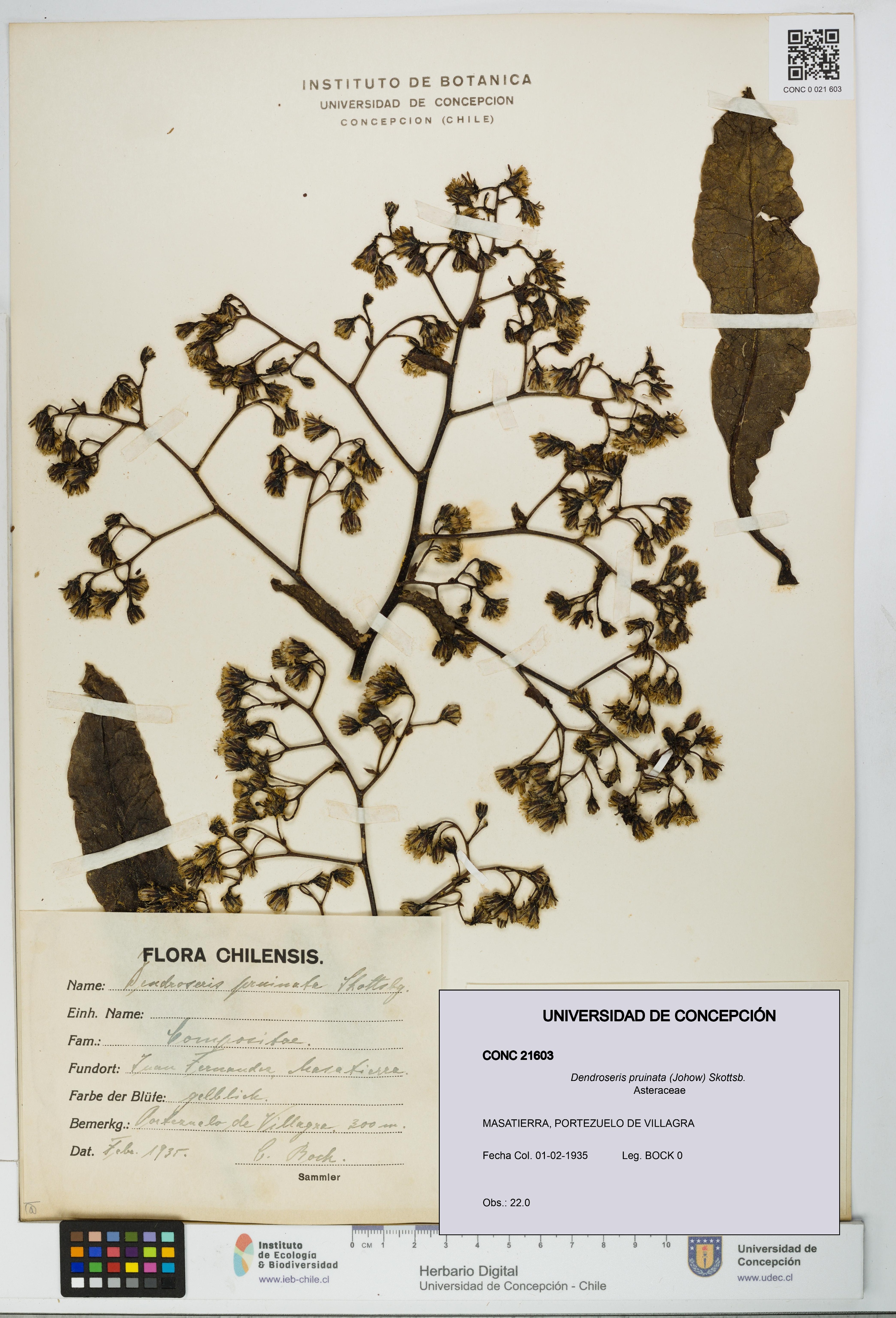 Dendroseris pruinata [Espécimen: UDEC:CONC:0021603]