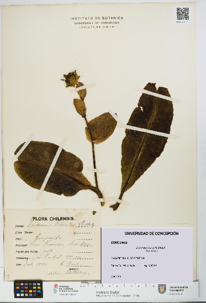 Dendroseris litoralis [Espécimen: UDEC:CONC:0021606]