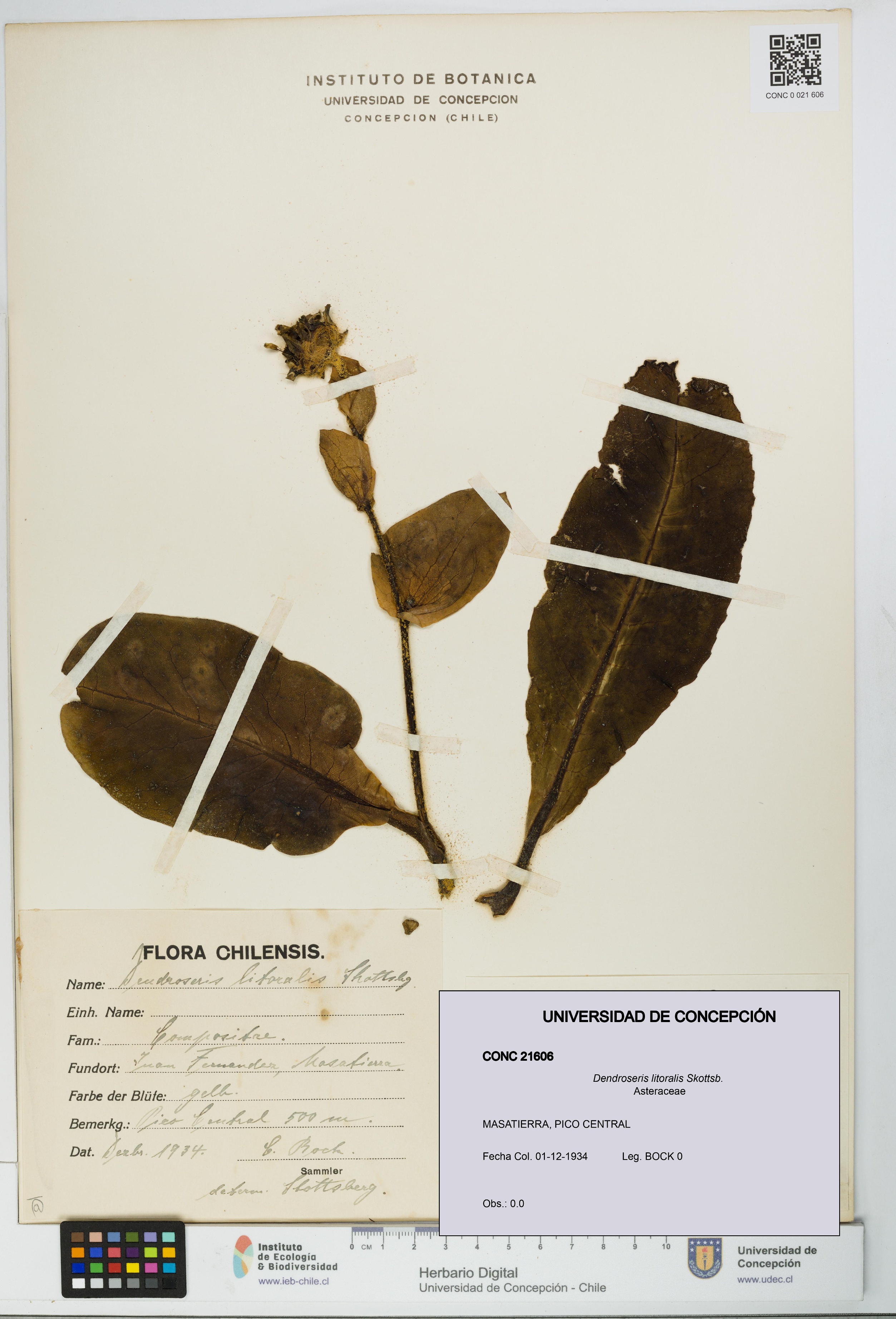 Dendroseris litoralis [Espécimen: UDEC:CONC:0021606]