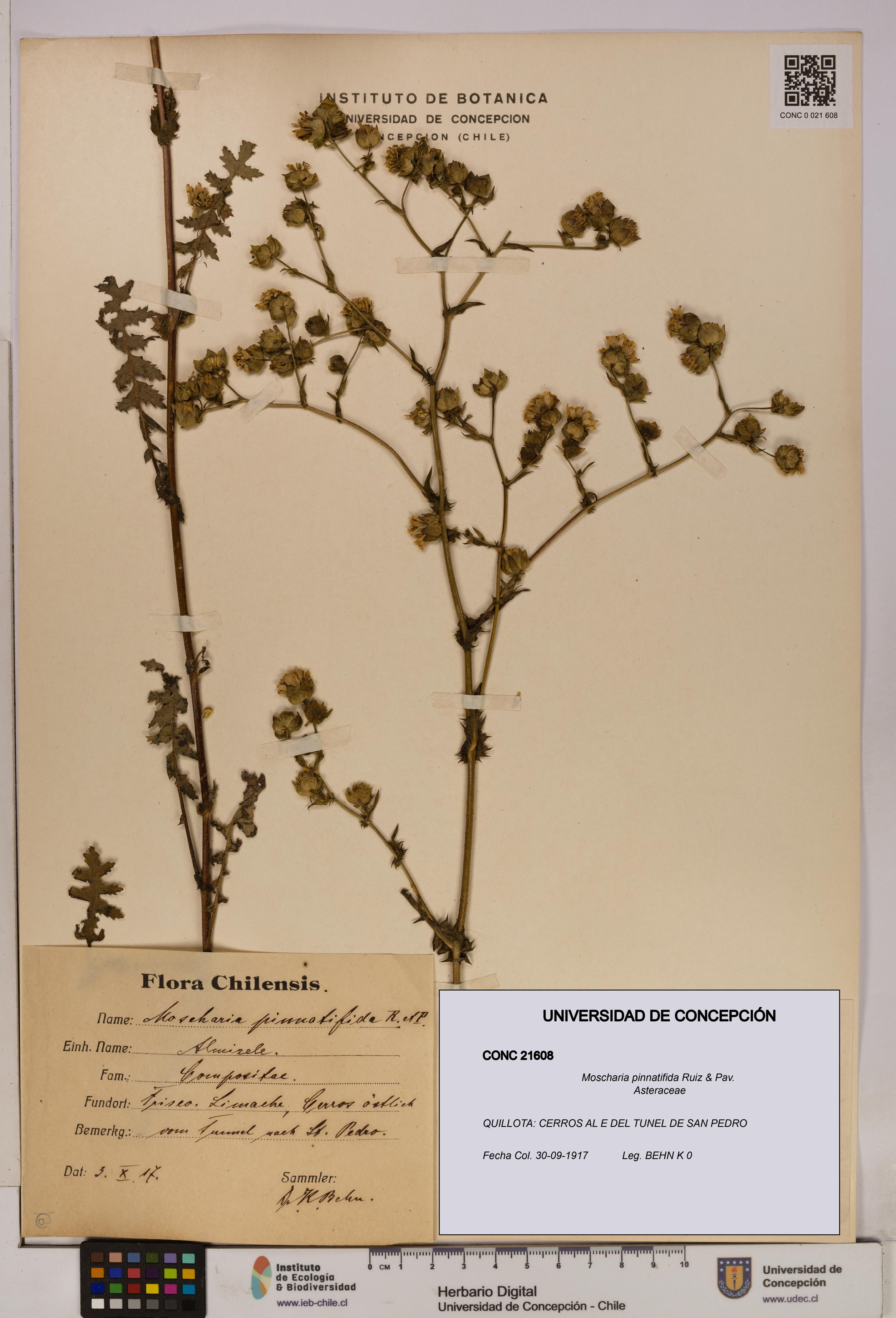 Moscharia pinnatifida [Espécimen: UDEC:CONC:0021608]