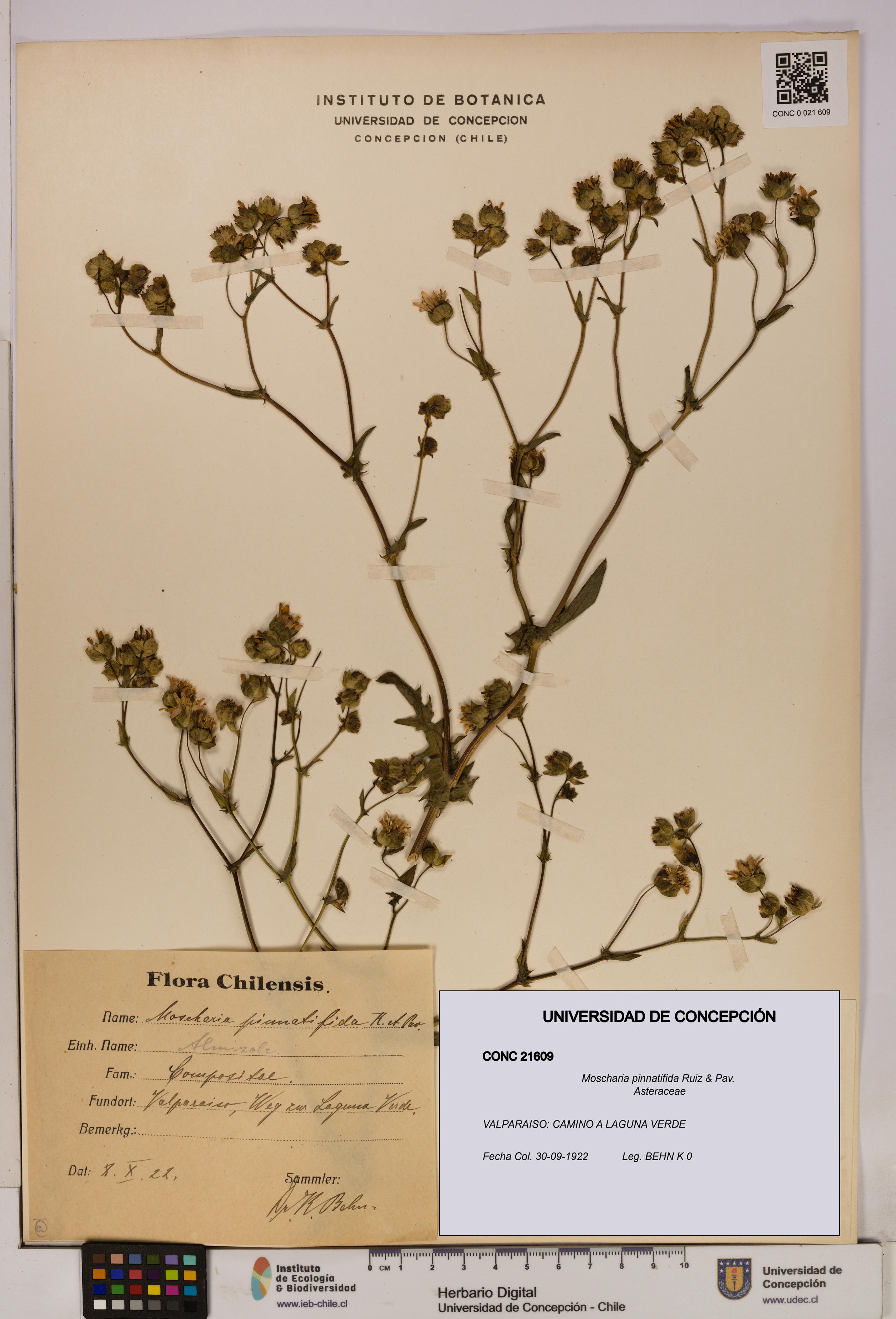 Moscharia pinnatifida [Espécimen: UDEC:CONC:0021609]