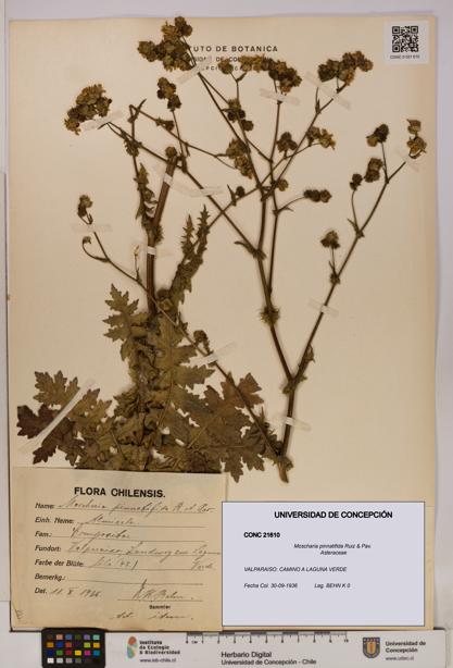 Moscharia pinnatifida [Espécimen: UDEC:CONC:0021610]