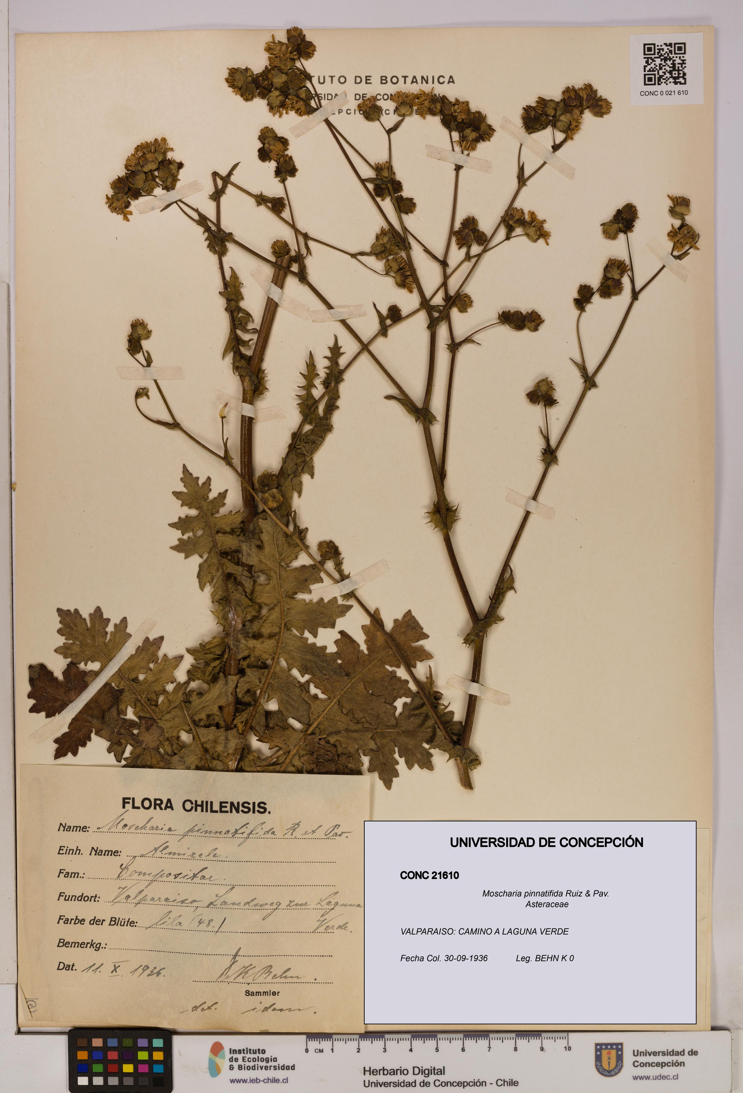 Moscharia pinnatifida [Espécimen: UDEC:CONC:0021610]