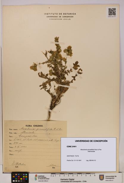 Moscharia pinnatifida [Espécimen: UDEC:CONC:0021611]