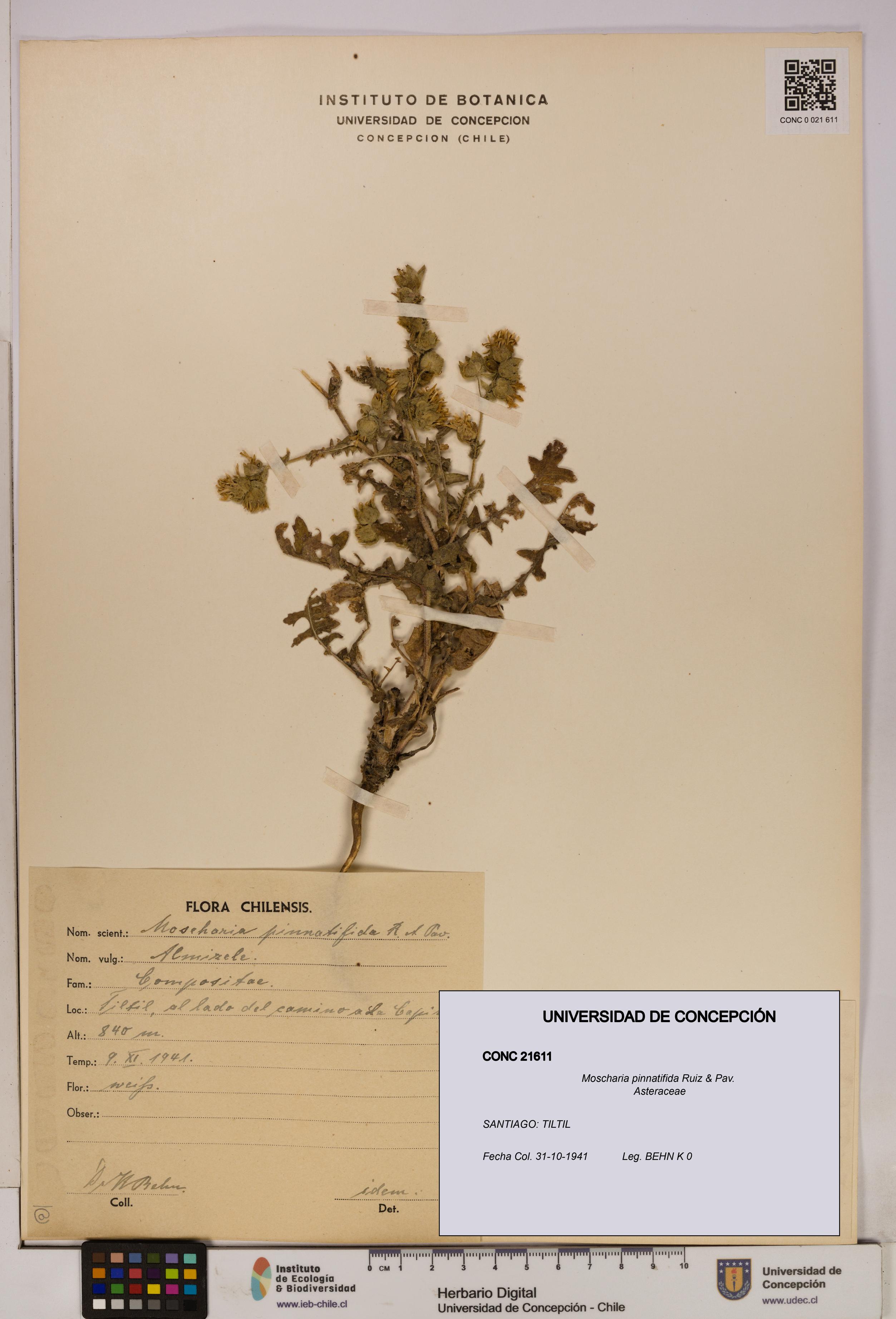 Moscharia pinnatifida [Espécimen: UDEC:CONC:0021611]