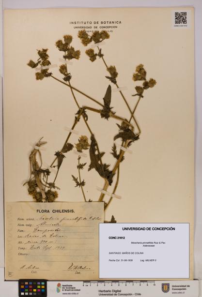 Moscharia pinnatifida [Espécimen: UDEC:CONC:0021612]
