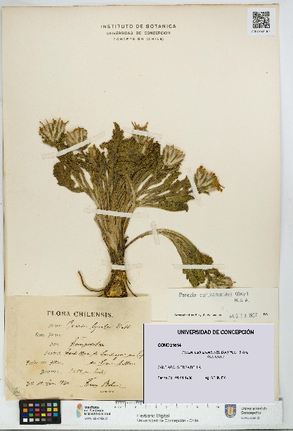 Perezia carthamoides [Espécimen: UDEC:CONC:0021614]