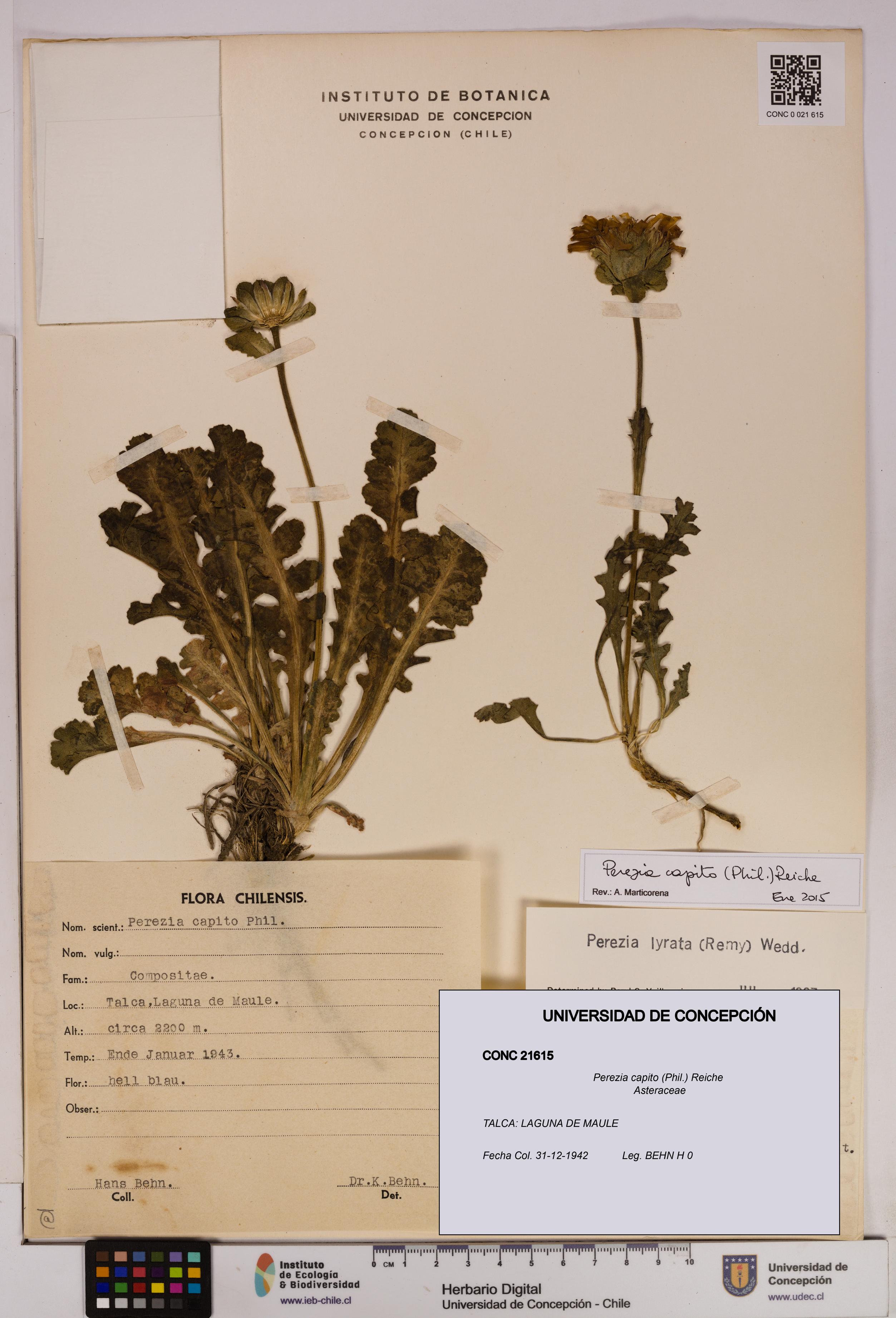 Perezia capito [Espécimen: UDEC:CONC:0021615]