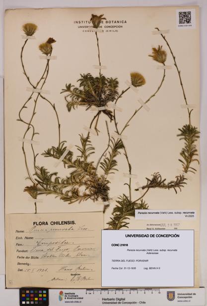 Perezia recurvata subsp. recurvata [Espécimen: UDEC:CONC:0021616]