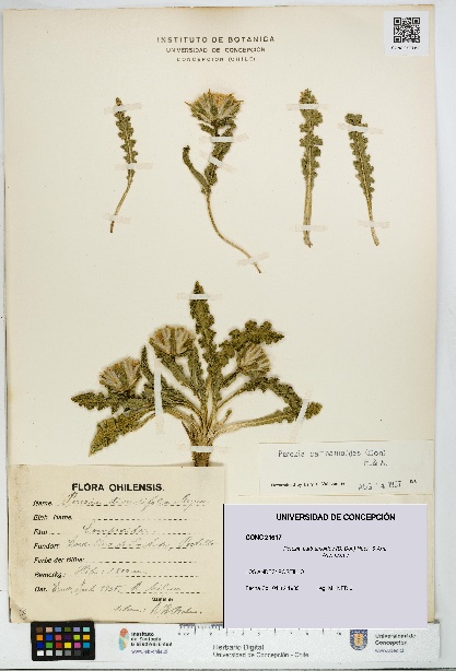 Perezia carthamoides [Espécimen: UDEC:CONC:0021617]