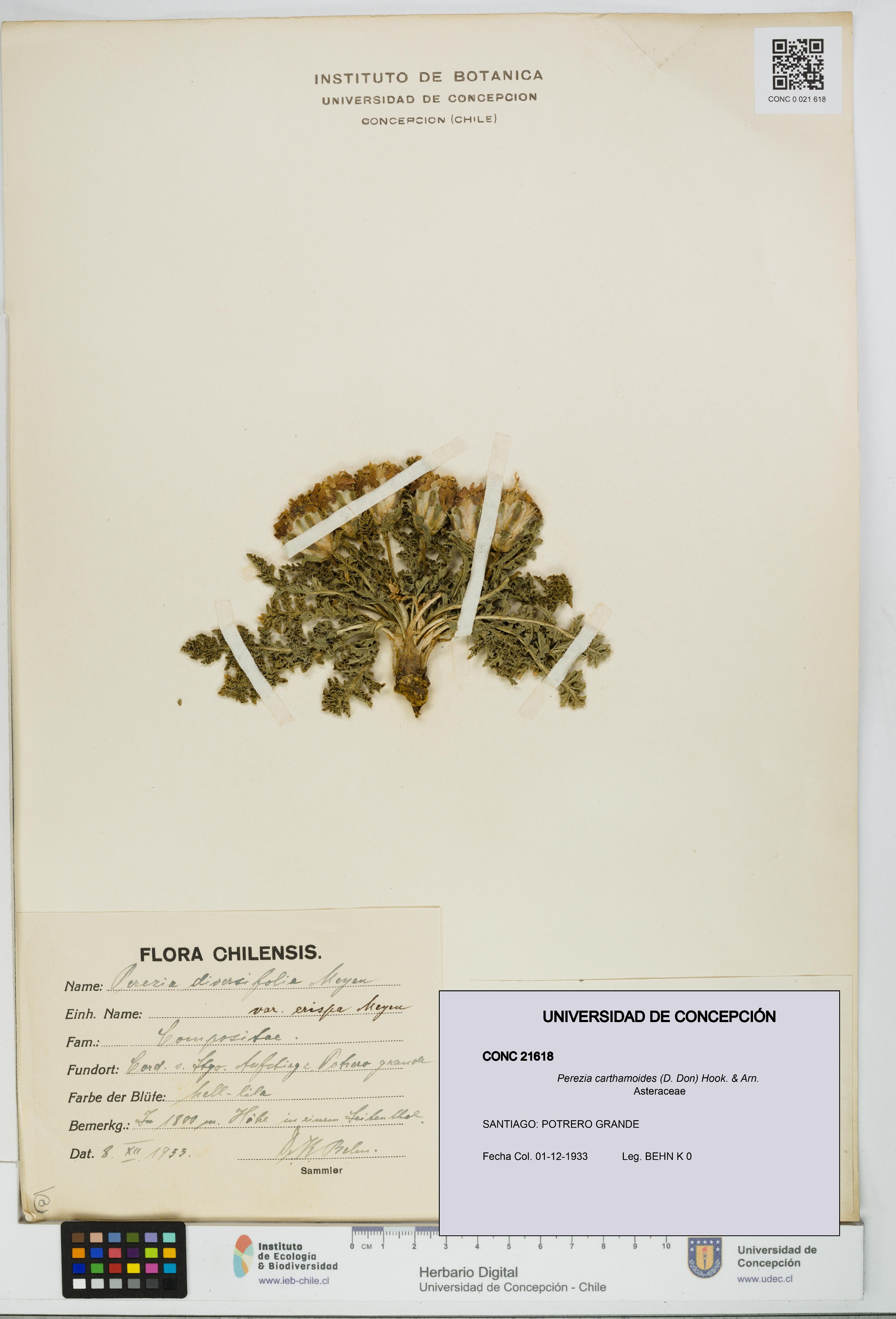 Perezia carthamoides [Espécimen: UDEC:CONC:0021618]