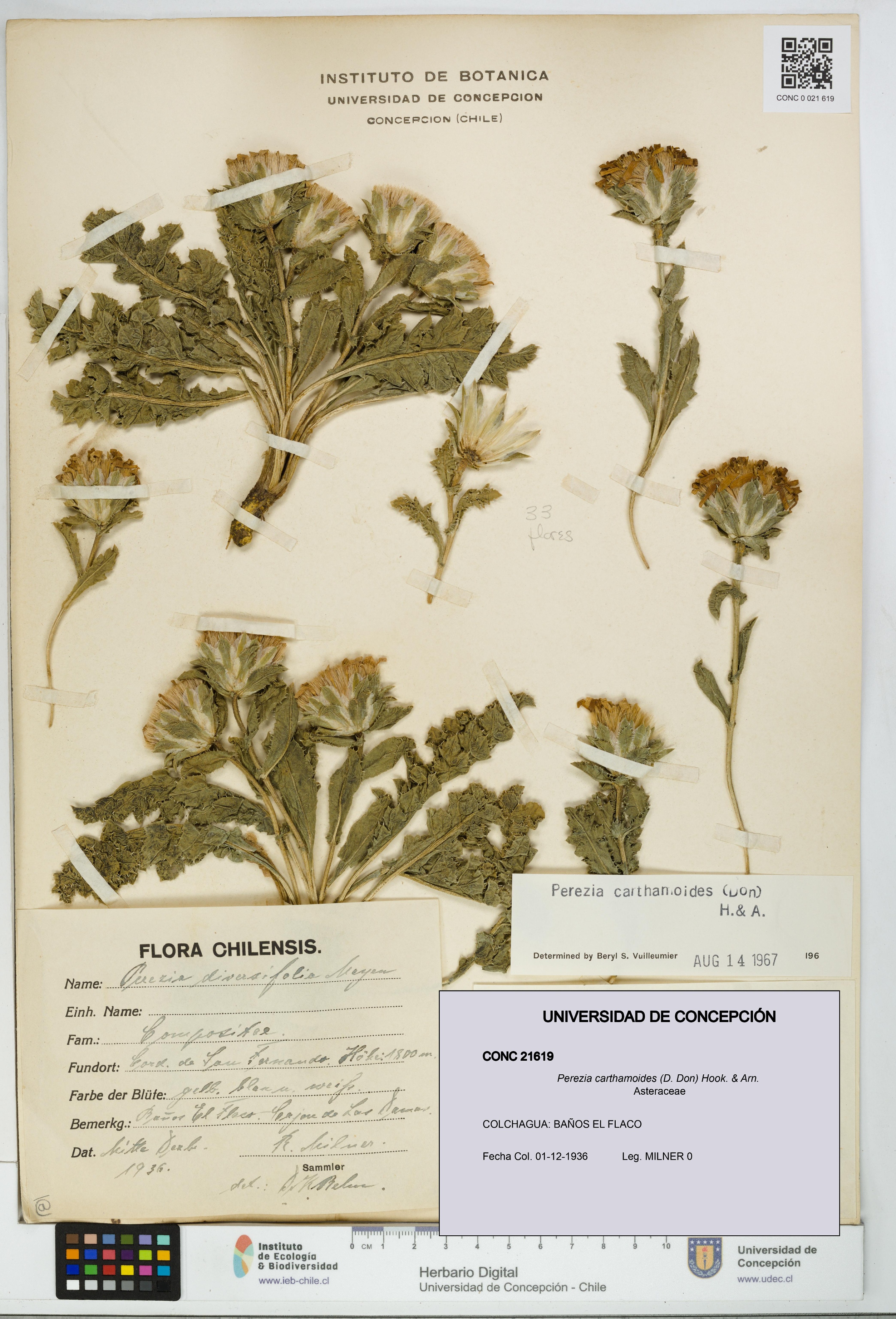 Perezia carthamoides [Espécimen: UDEC:CONC:0021619]