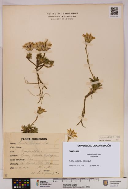 Perezia linearis [Espécimen: UDEC:CONC:0021620]