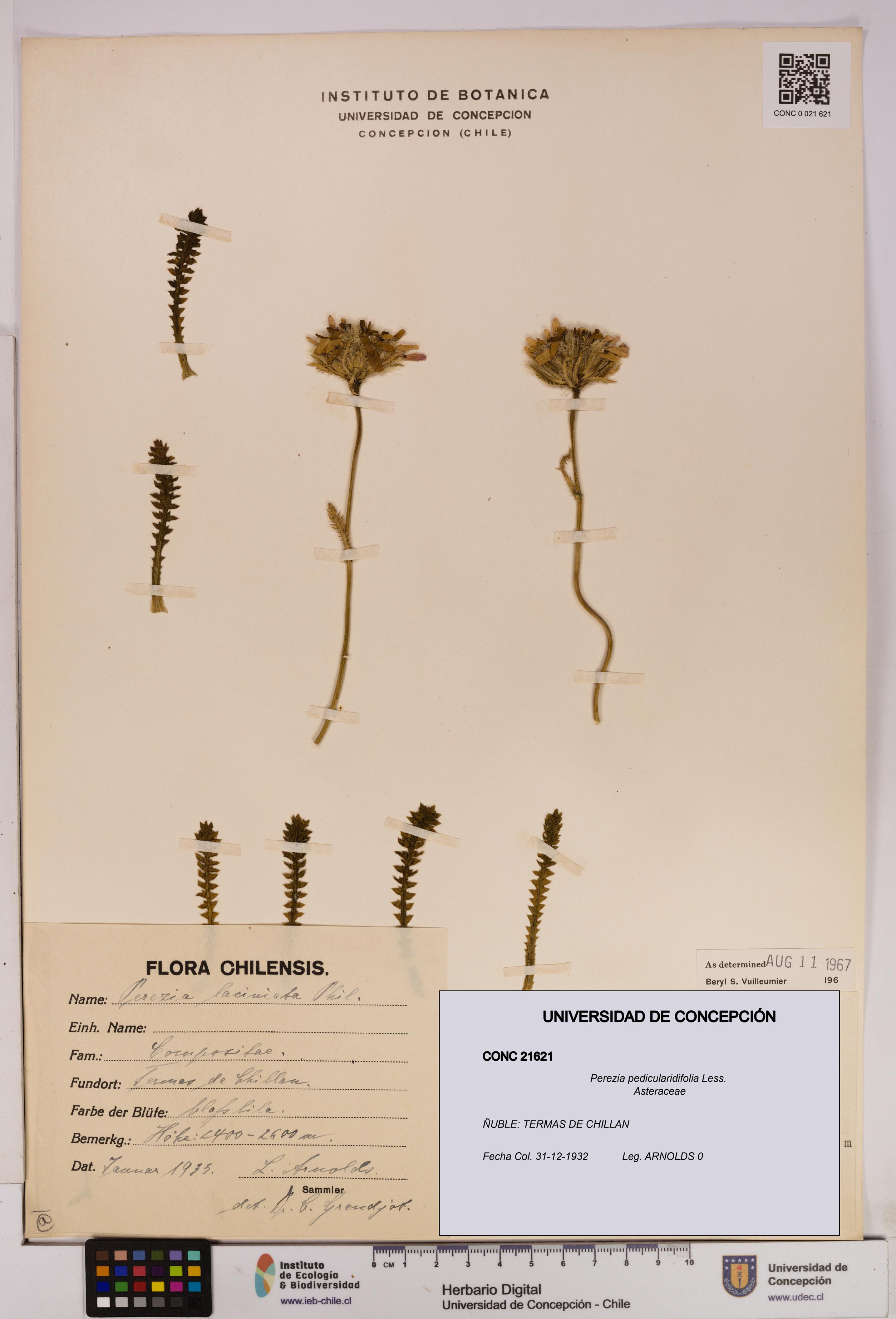 Perezia pedicularidifolia [Espécimen: UDEC:CONC:0021621]