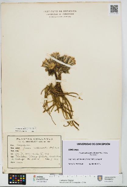 Perezia carthamoides [Espécimen: UDEC:CONC:0021622]