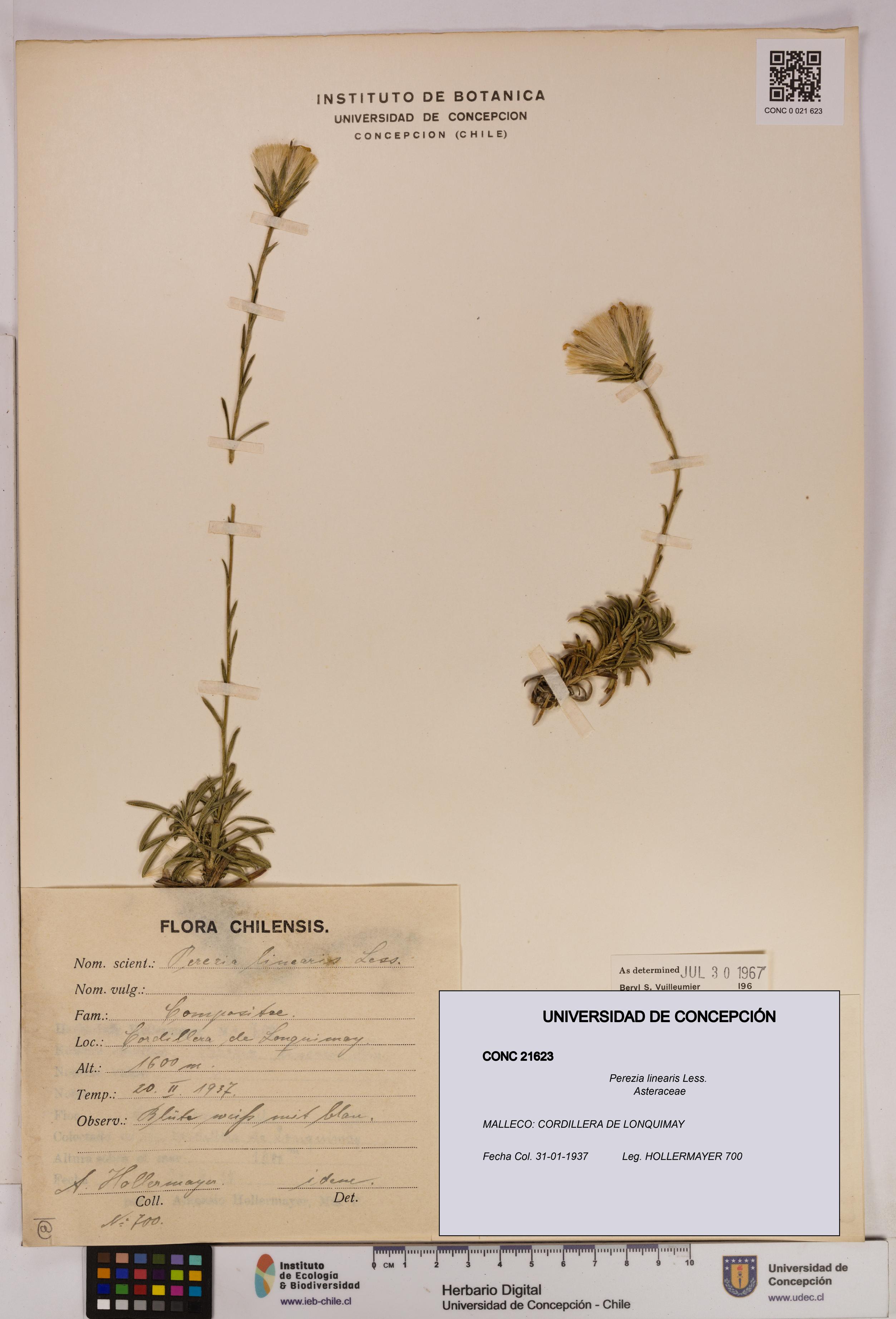 Perezia linearis [Espécimen: UDEC:CONC:0021623]