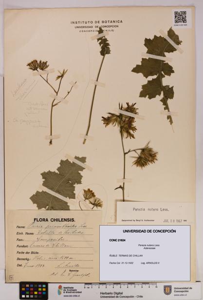 Perezia nutans [Espécimen: UDEC:CONC:0021624]