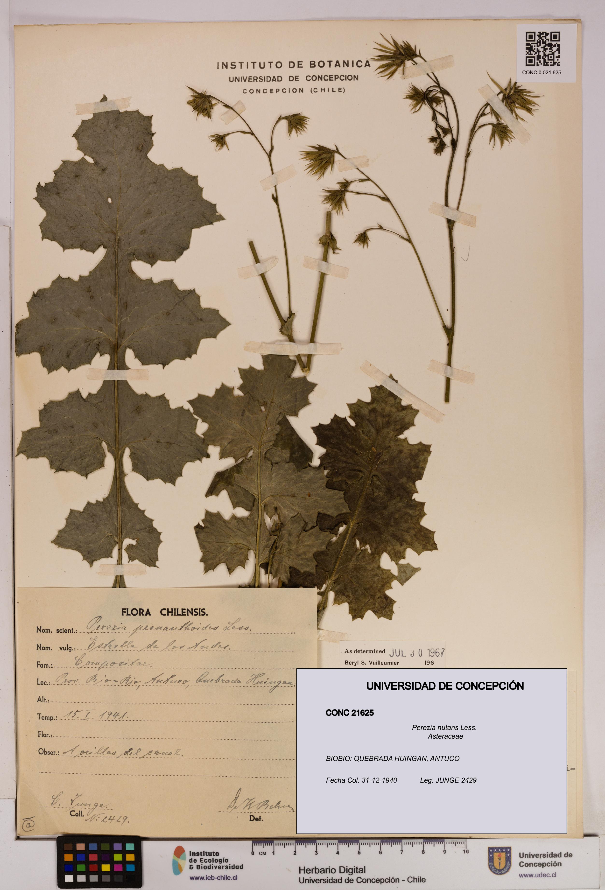 Perezia nutans [Espécimen: UDEC:CONC:0021625]