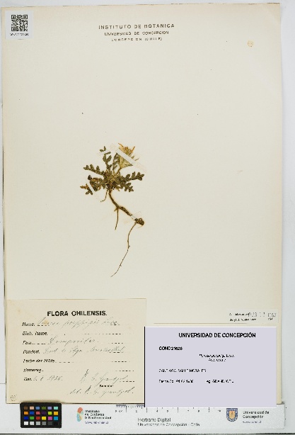 Perezia poeppigii [Espécimen: UDEC:CONC:0021626]