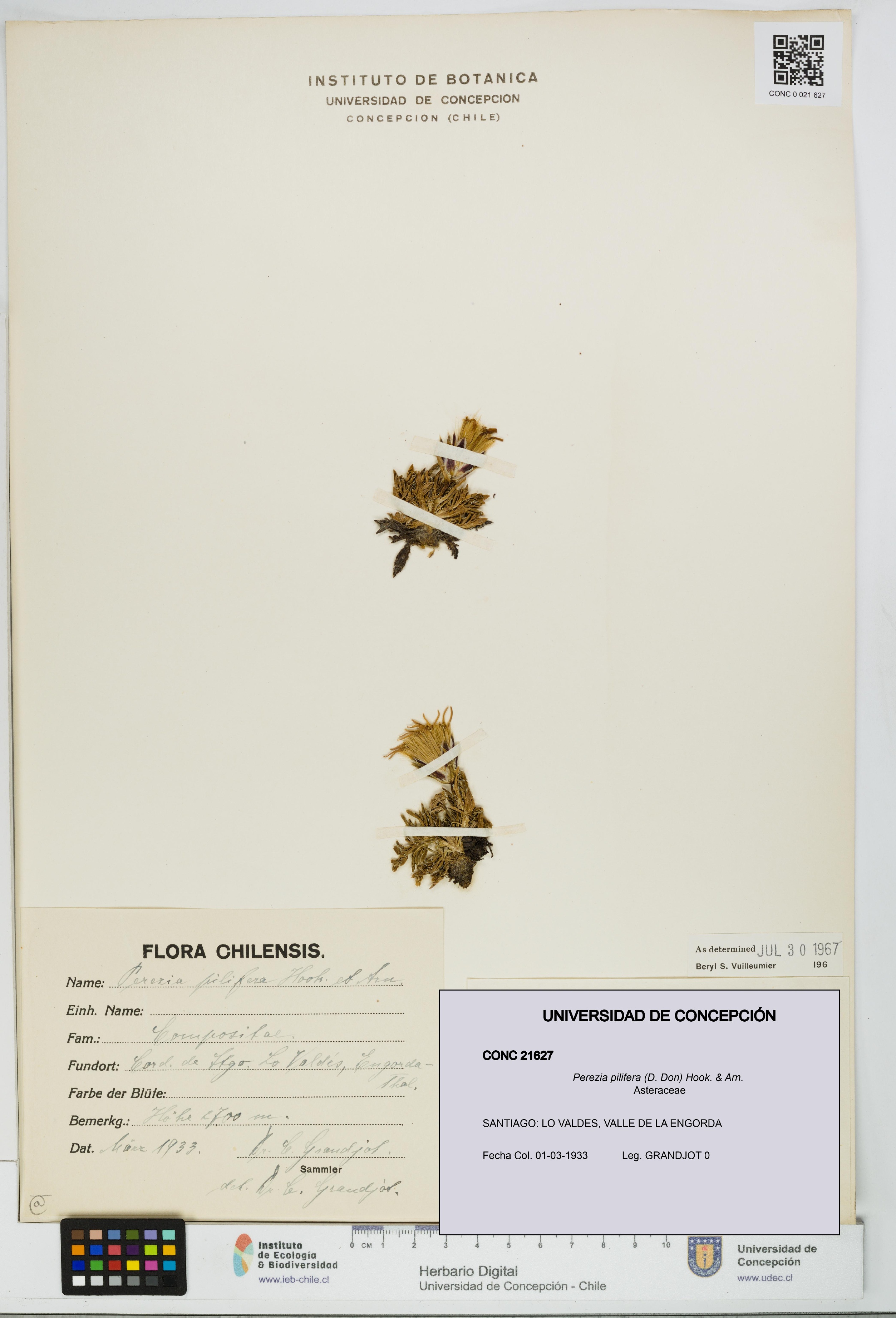 Perezia pilifera [Espécimen: UDEC:CONC:0021627]