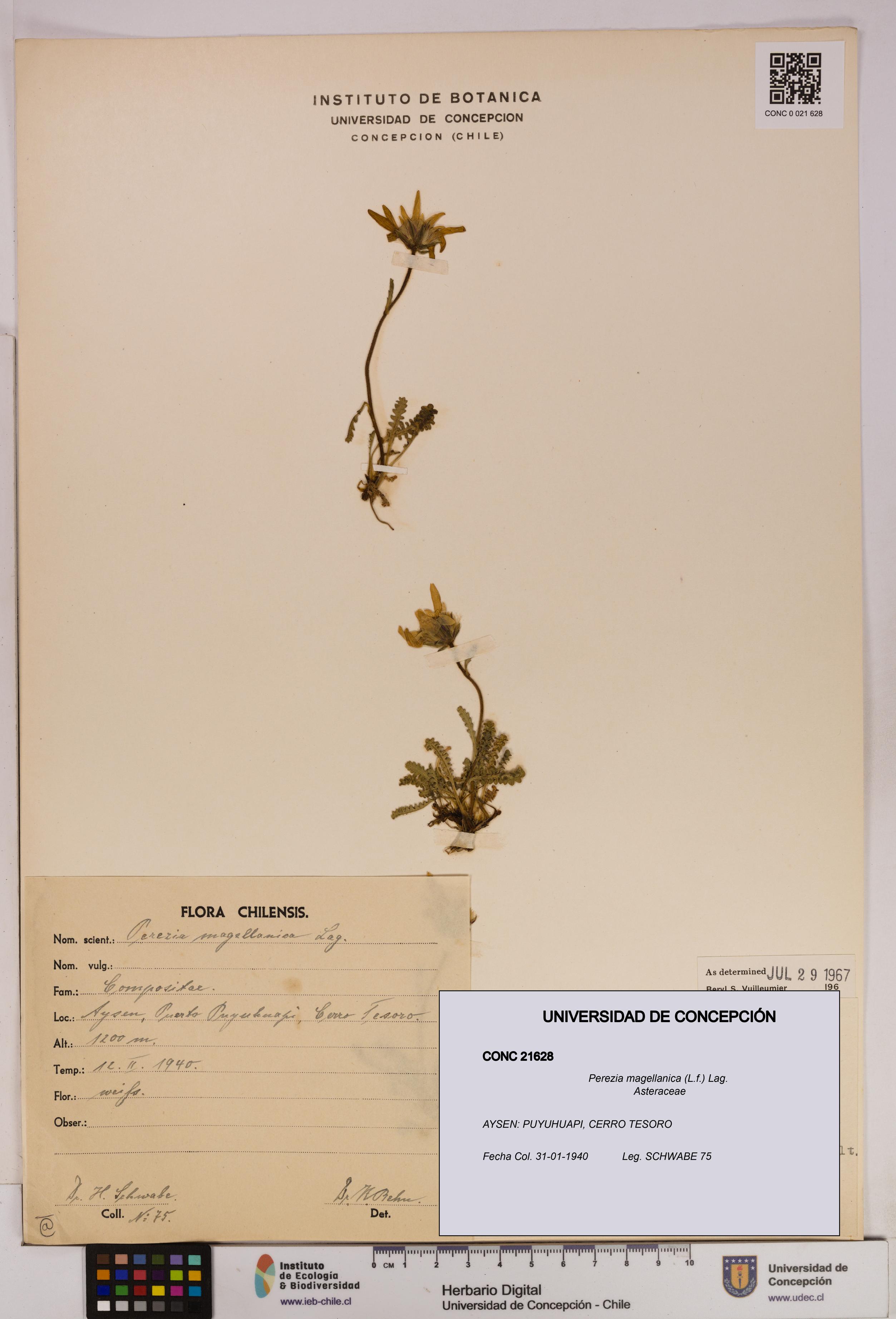 Perezia magellanica [Espécimen: UDEC:CONC:0021628]