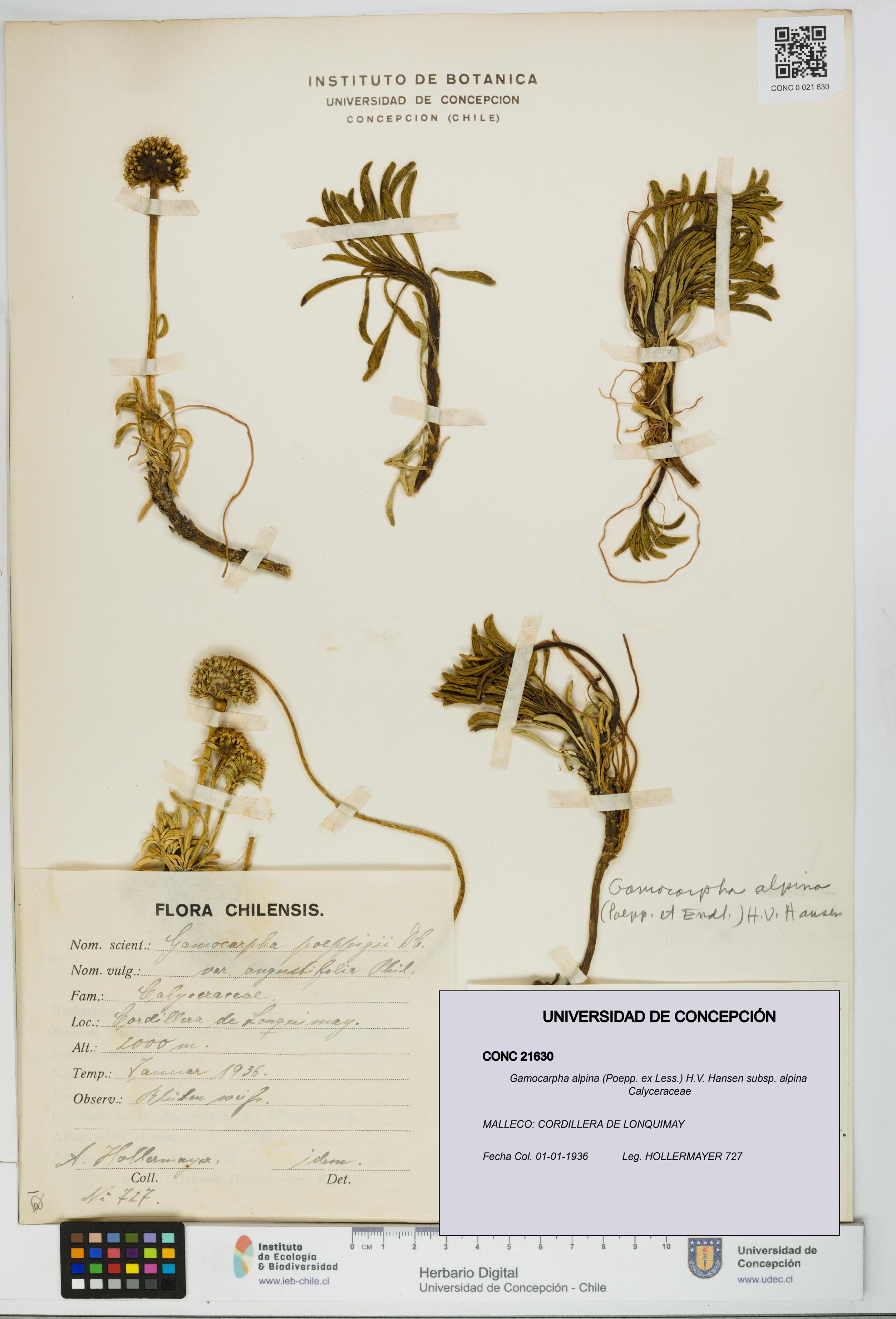 Gamocarpha alpina subsp. alpina [Espécimen: UDEC:CONC:0021630]