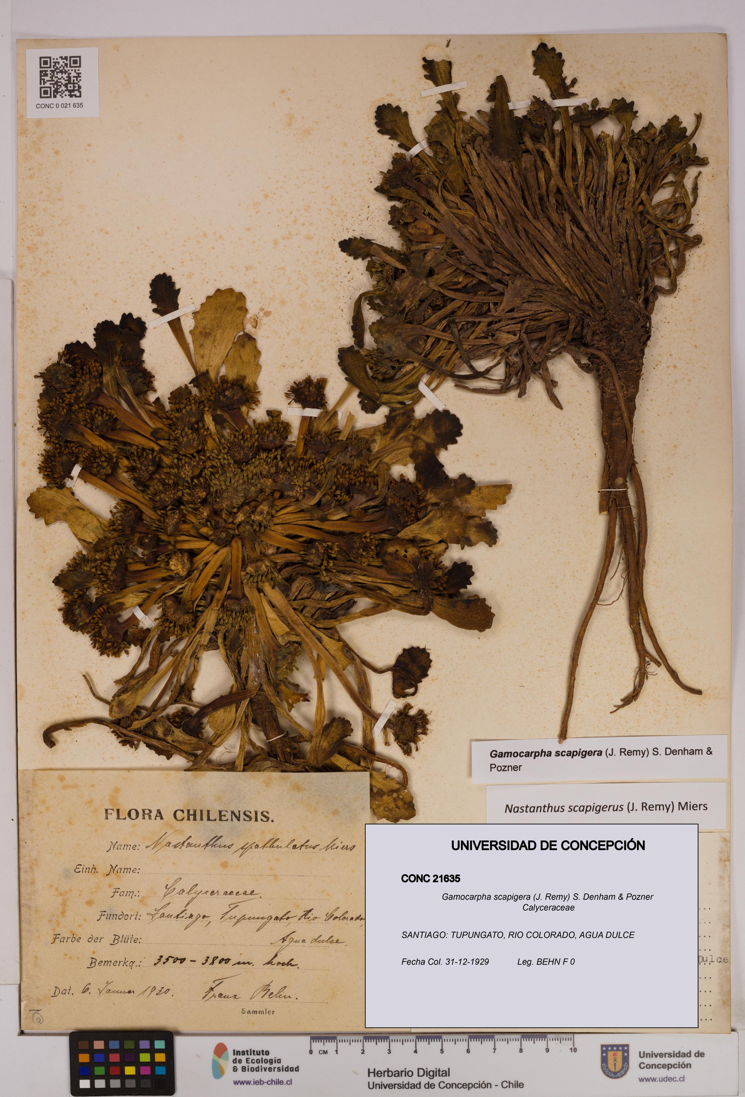 Gamocarpha scapigera [Espécimen: UDEC:CONC:0021635]