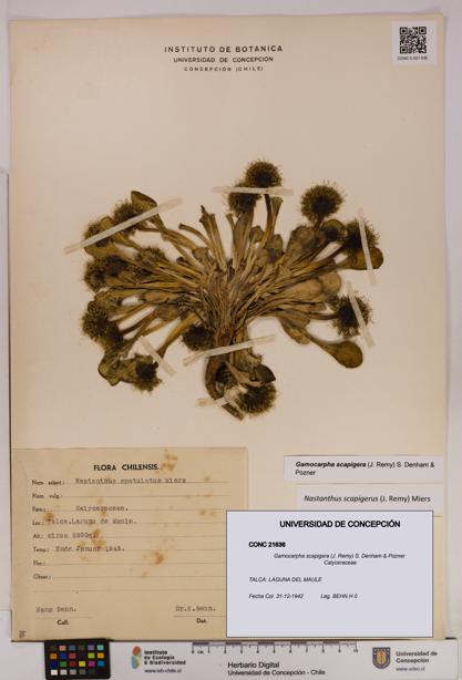 Gamocarpha scapigera [Espécimen: UDEC:CONC:0021636]
