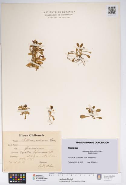 Goodenia radicans [Espécimen: UDEC:CONC:0021641]