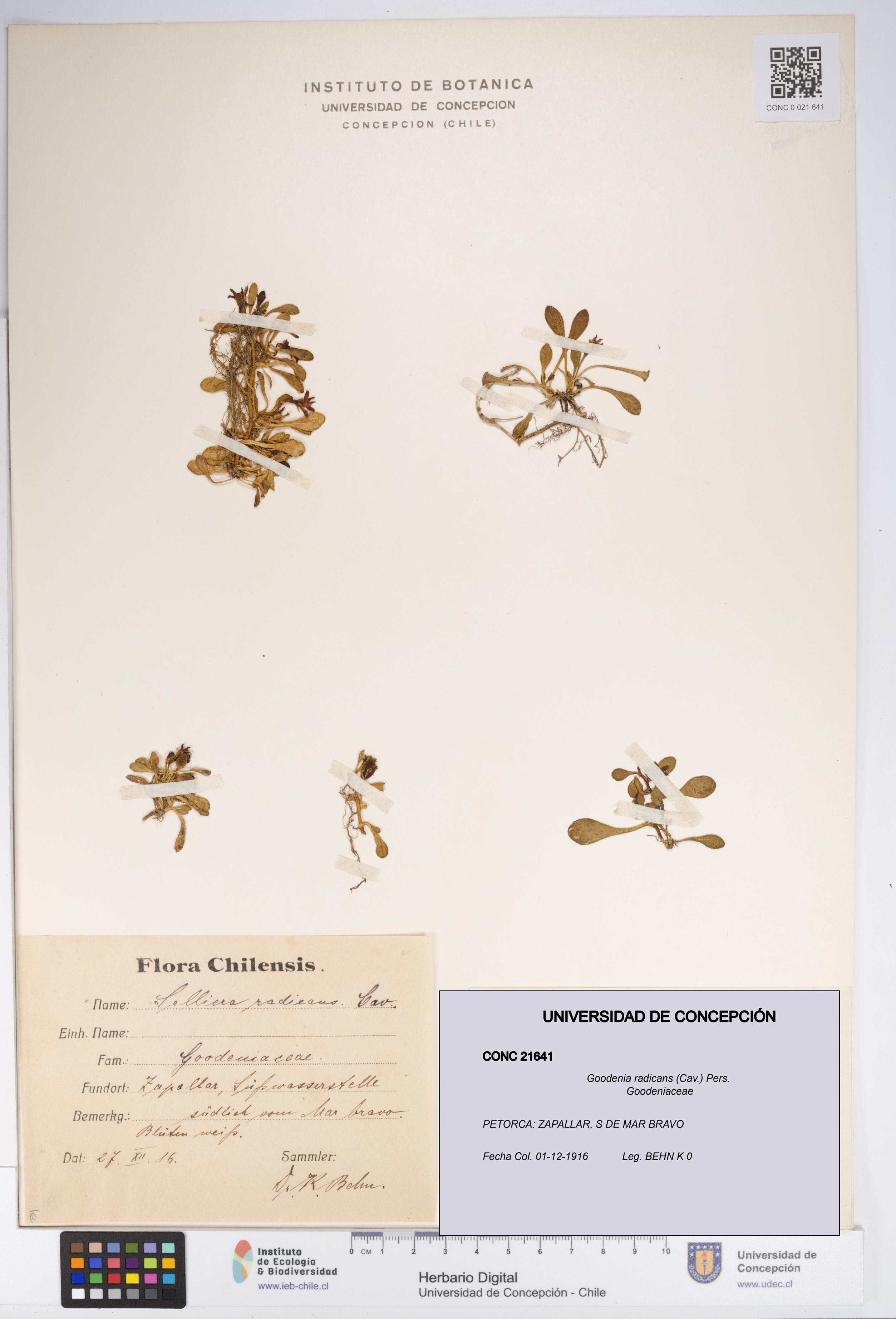 Goodenia radicans [Espécimen: UDEC:CONC:0021641]