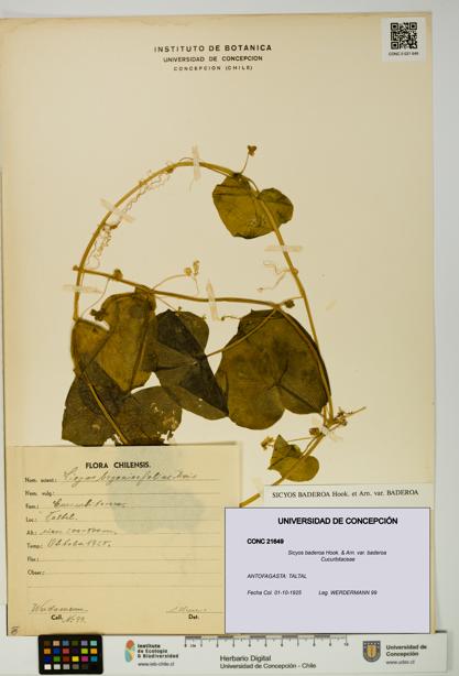Sicyos baderoa var. baderoa [Espécimen: UDEC:CONC:0021649]
