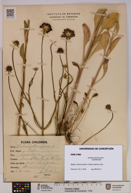 Scabiosa atropurpurea [Espécimen: UDEC:CONC:0021652]