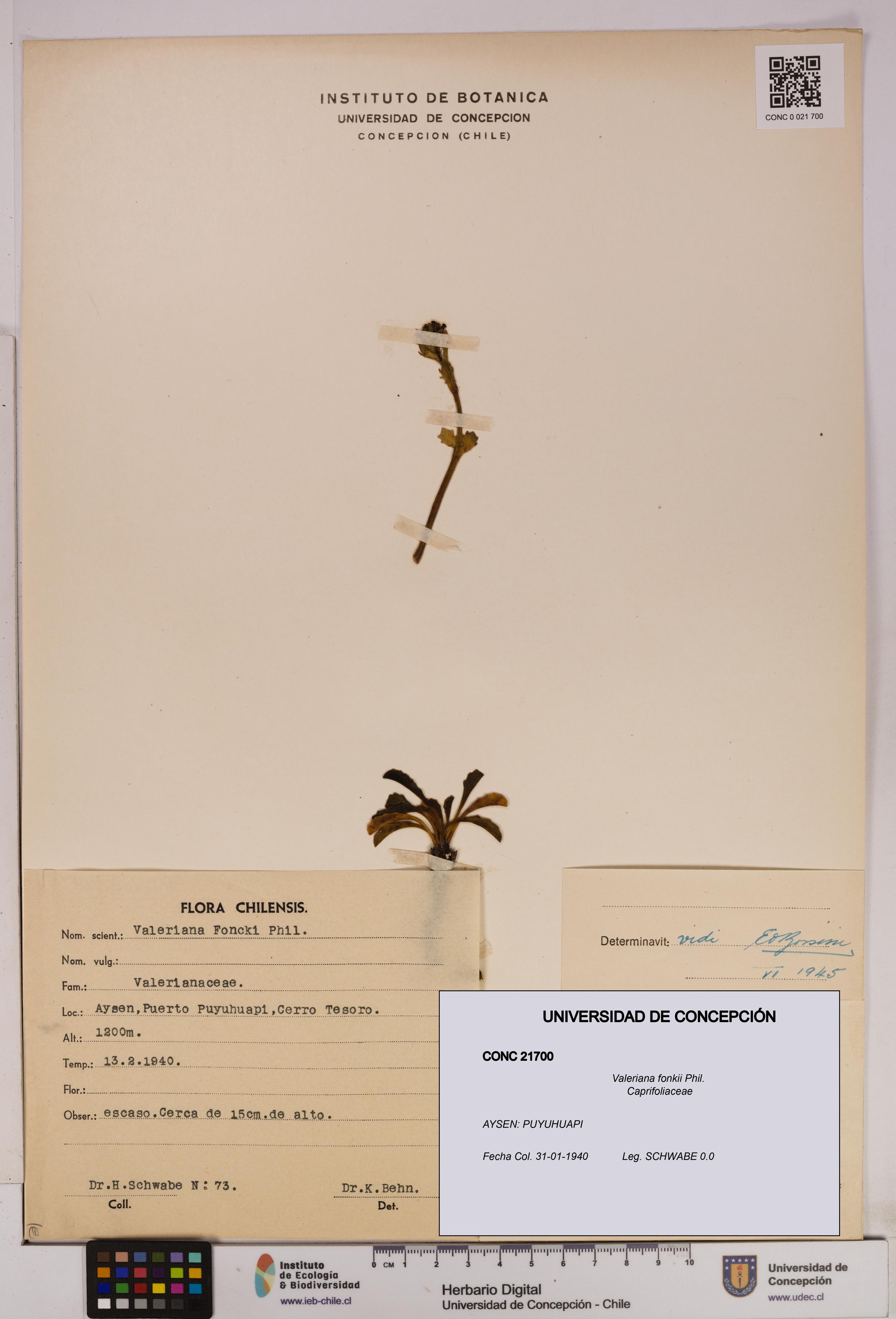 Valeriana fonkii [Espécimen: UDEC:CONC:0021700]