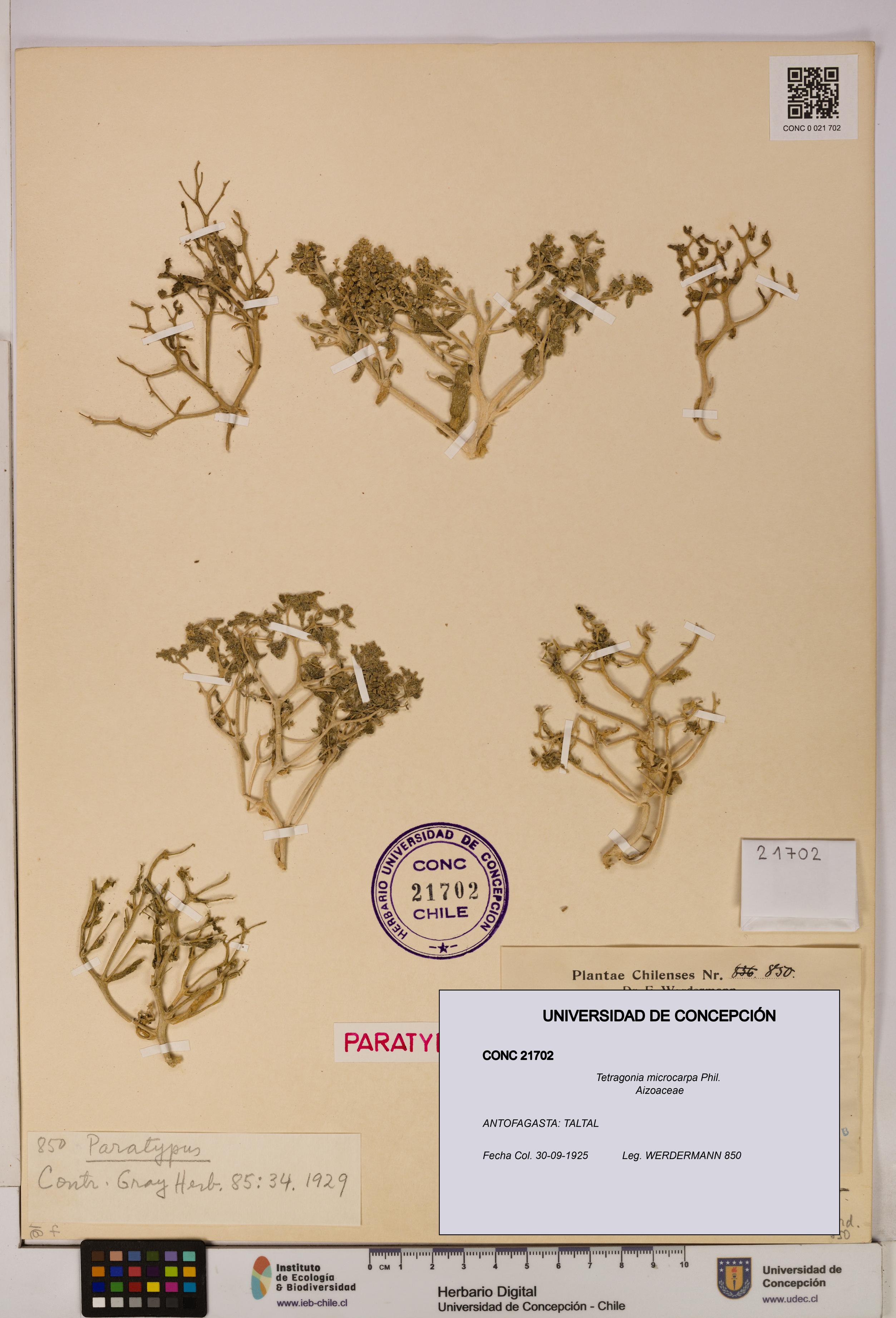 Tetragonia microcarpa [Espécimen: UDEC:CONC:0021702]