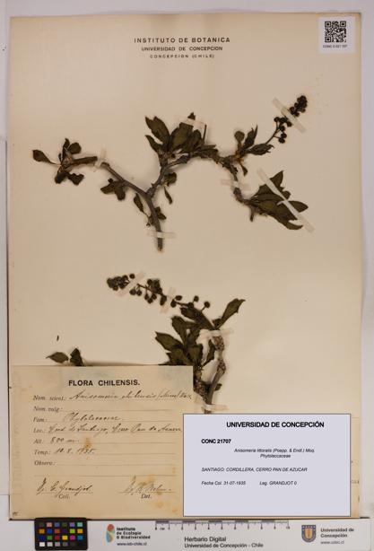 Anisomeria littoralis [Espécimen: UDEC:CONC:0021707]