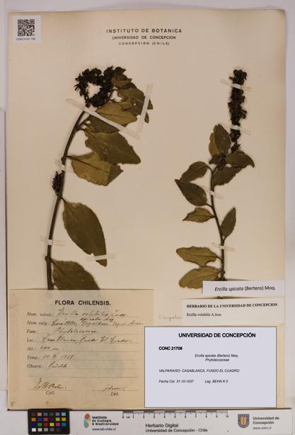 Ercilla spicata [Espécimen: UDEC:CONC:0021708]