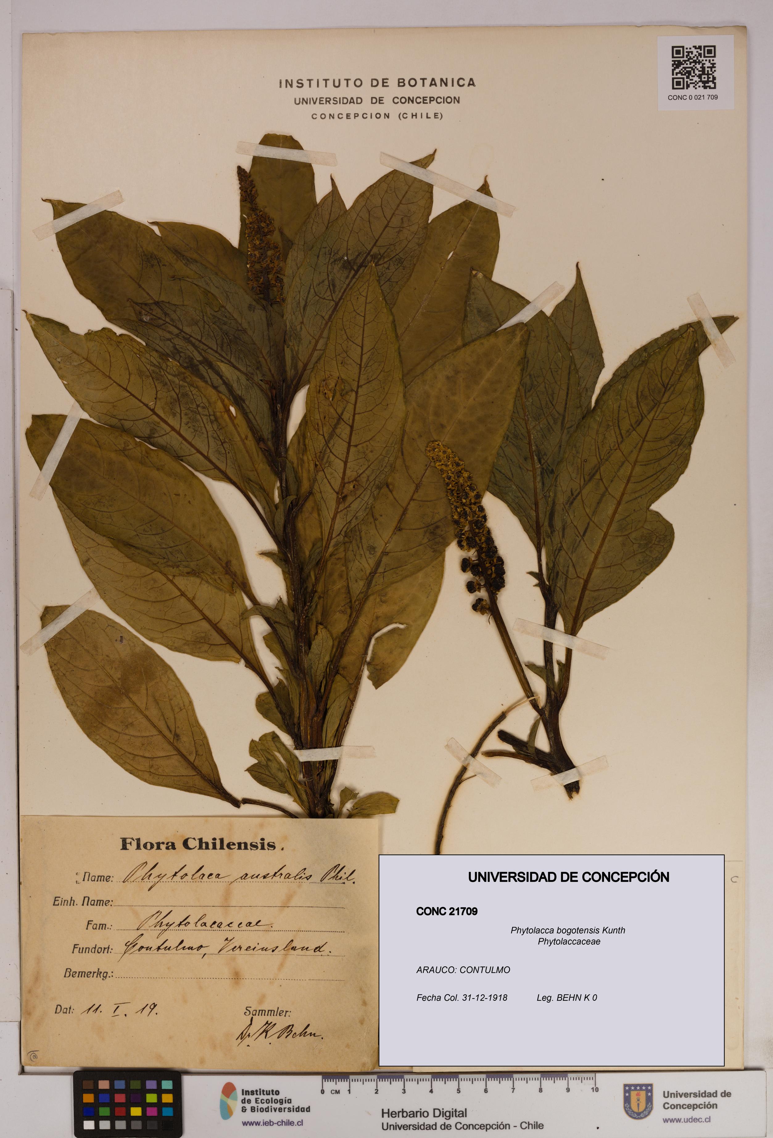Phytolacca bogotensis [Espécimen: UDEC:CONC:0021709]