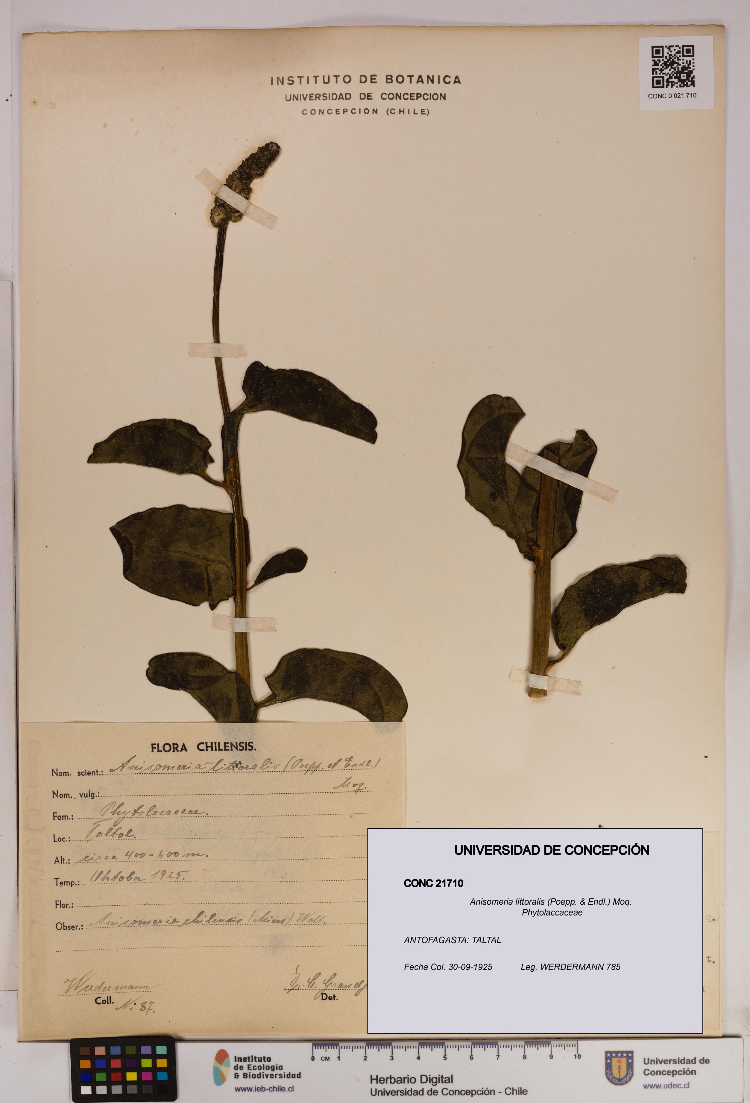 Anisomeria littoralis [Espécimen: UDEC:CONC:0021710]