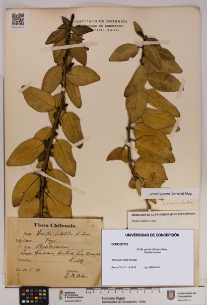 Ercilla spicata [Espécimen: UDEC:CONC:0021712]