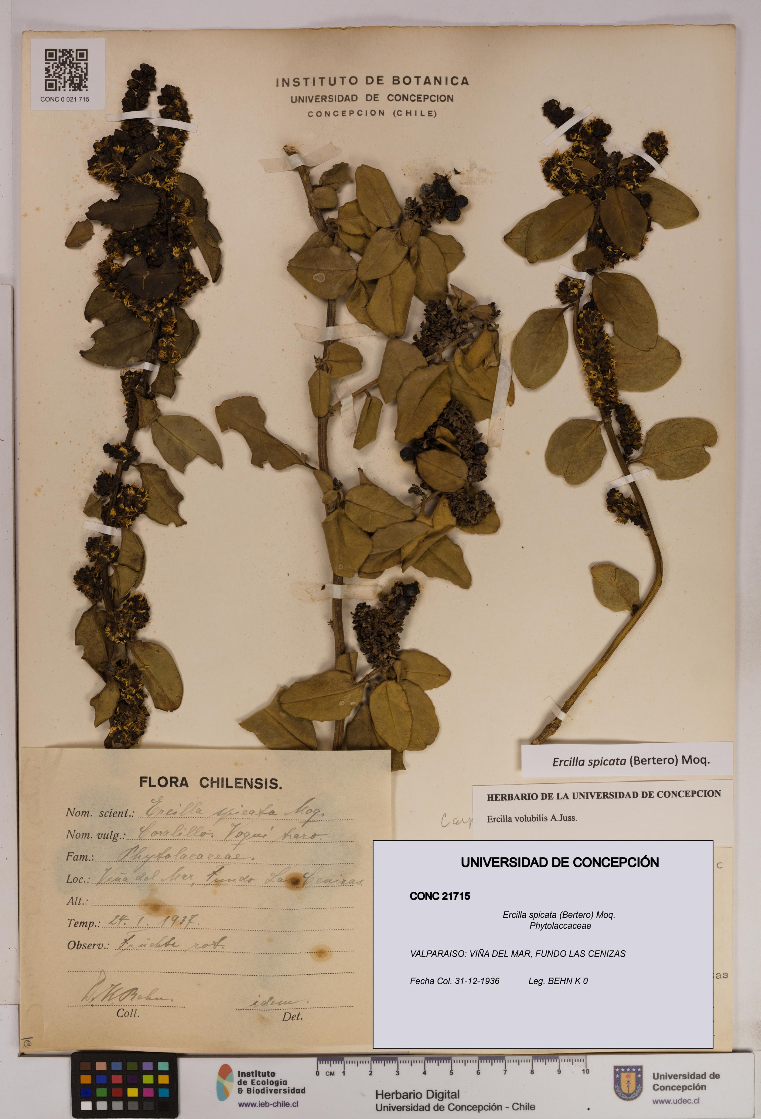 Ercilla spicata [Espécimen: UDEC:CONC:0021715]