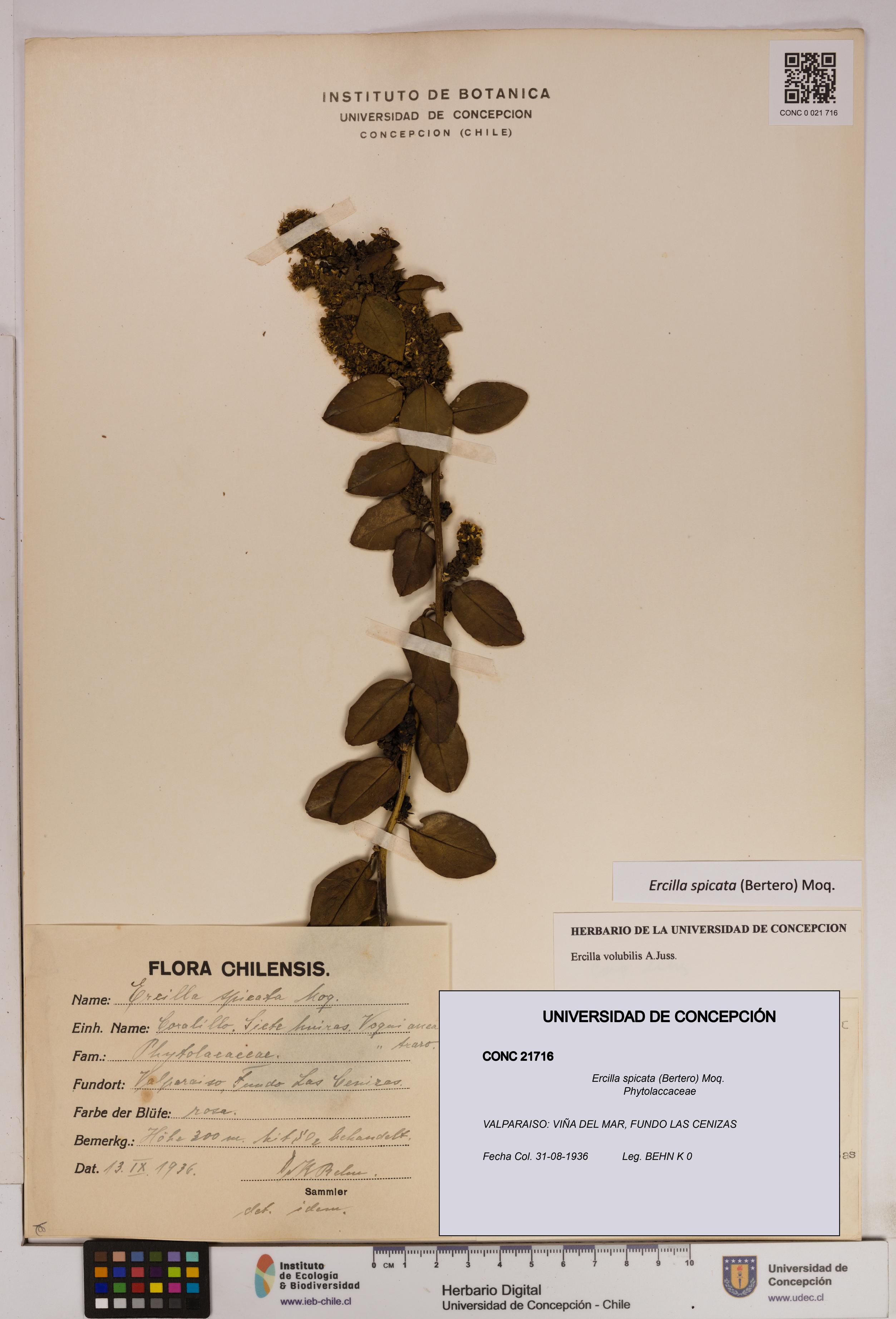 Ercilla spicata [Espécimen: UDEC:CONC:0021716]