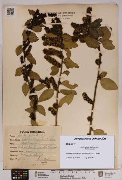 Ercilla spicata [Espécimen: UDEC:CONC:0021717]