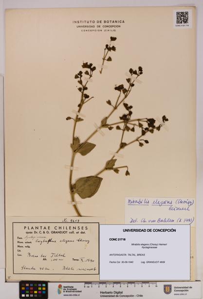 Mirabilis elegans [Espécimen: UDEC:CONC:0021718]