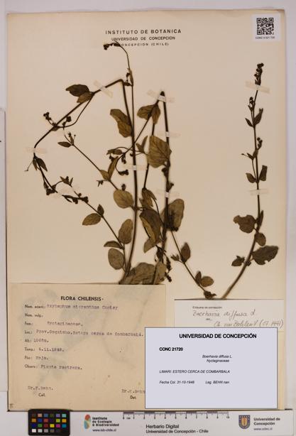 Boerhavia diffusa [Espécimen: UDEC:CONC:0021720]