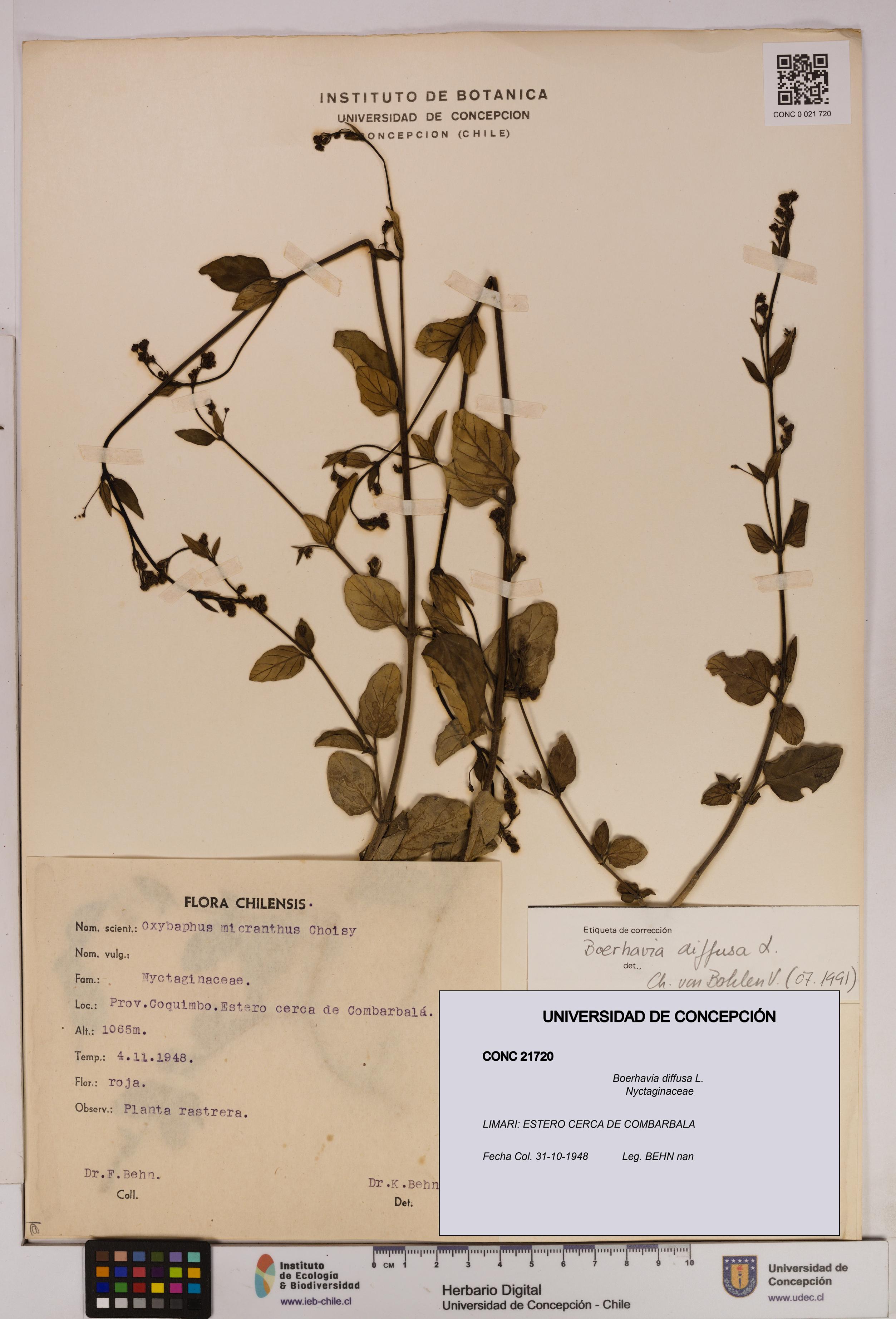 Boerhavia diffusa [Espécimen: UDEC:CONC:0021720]