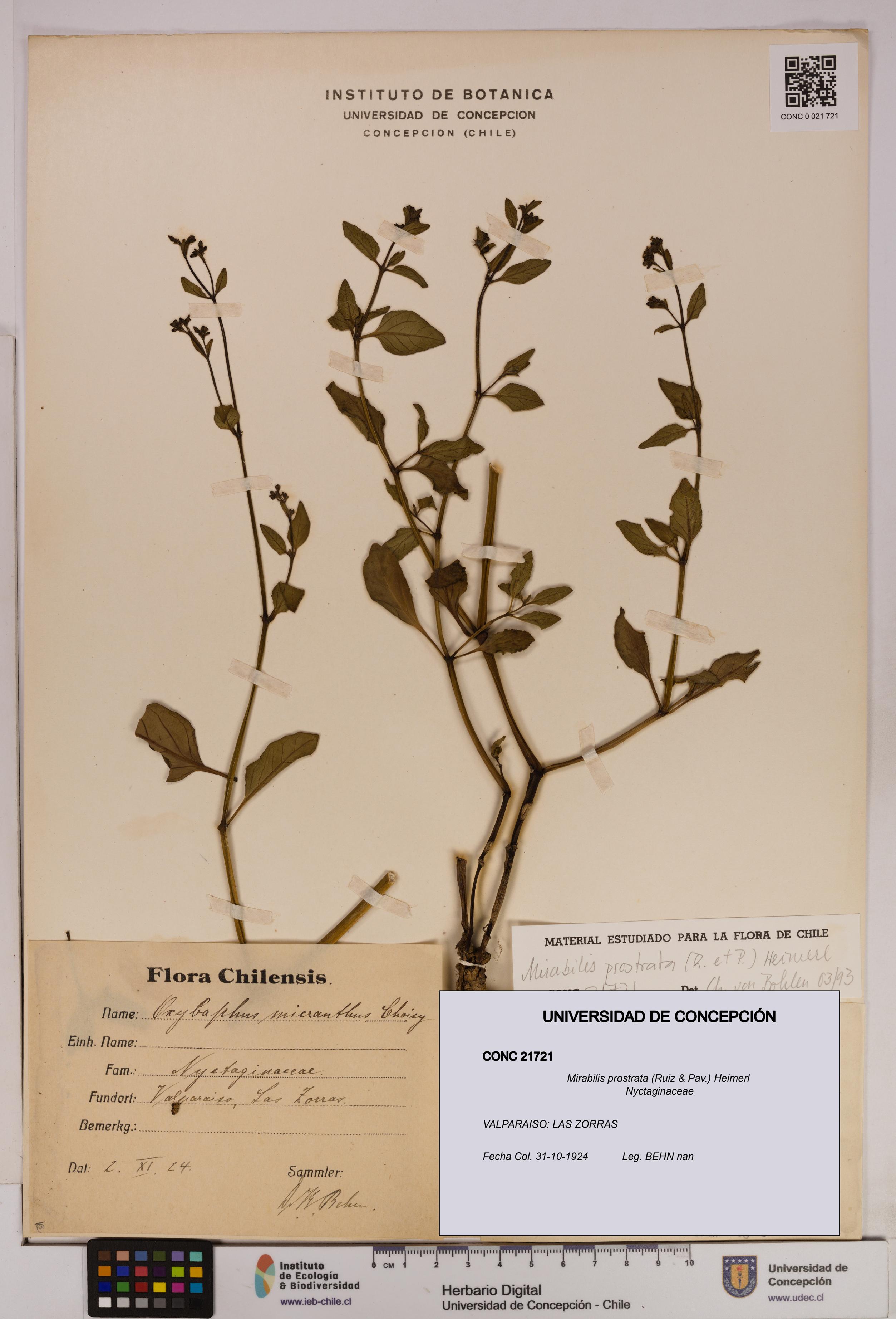 Mirabilis prostrata [Espécimen: UDEC:CONC:0021721]