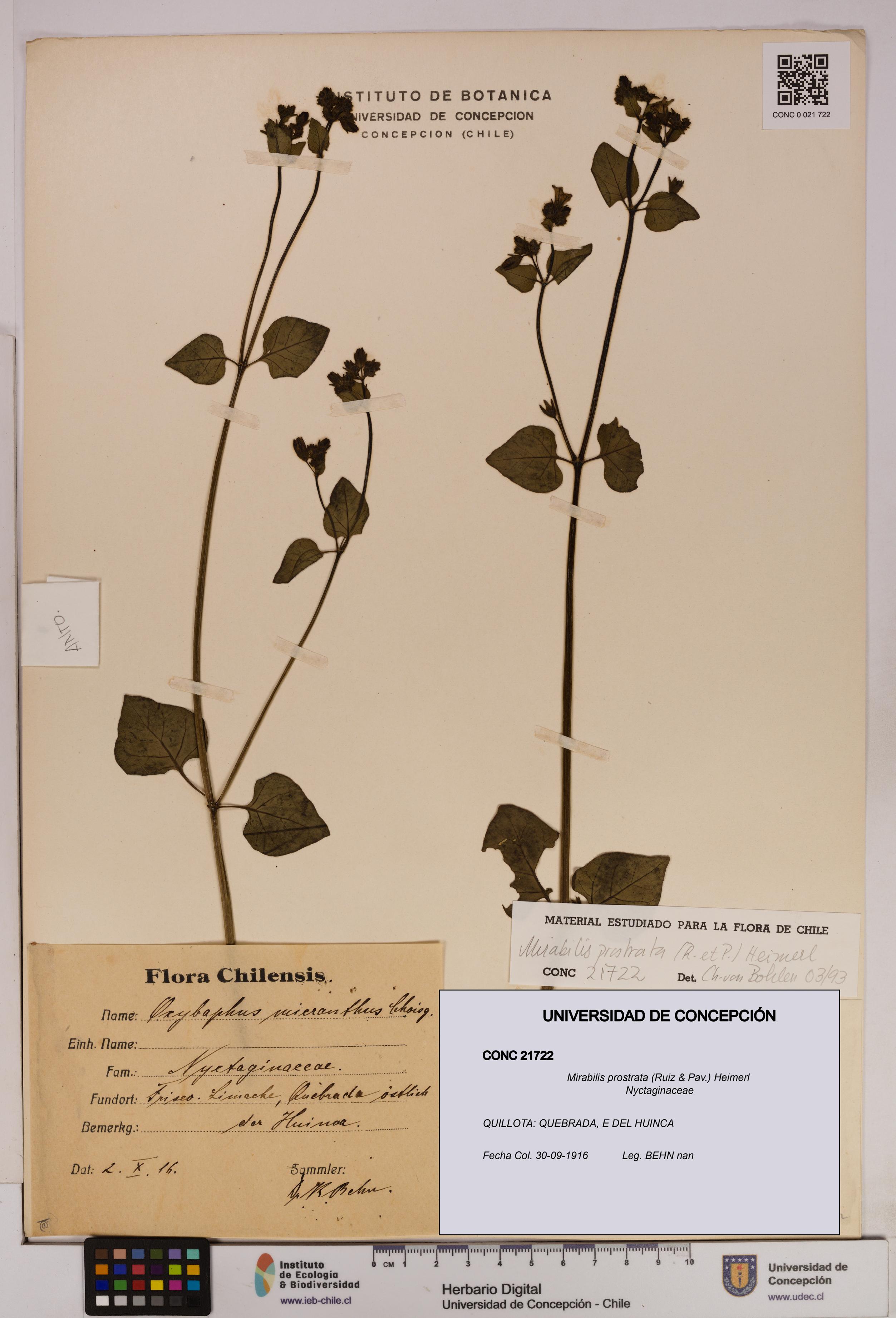 Mirabilis prostrata [Espécimen: UDEC:CONC:0021722]
